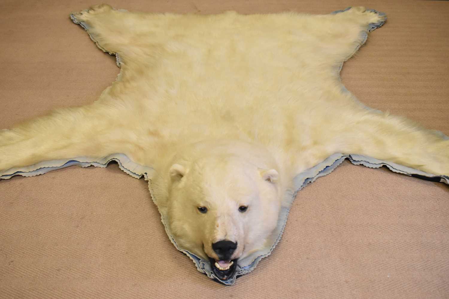 Lot 40 - A polar bear skin rug mounted on faded blue