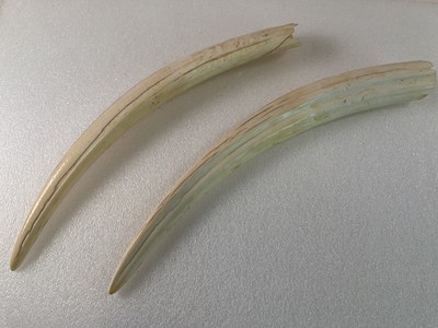 Lot 42 - A pair of walrus tusks (odobenus rosmarus),...