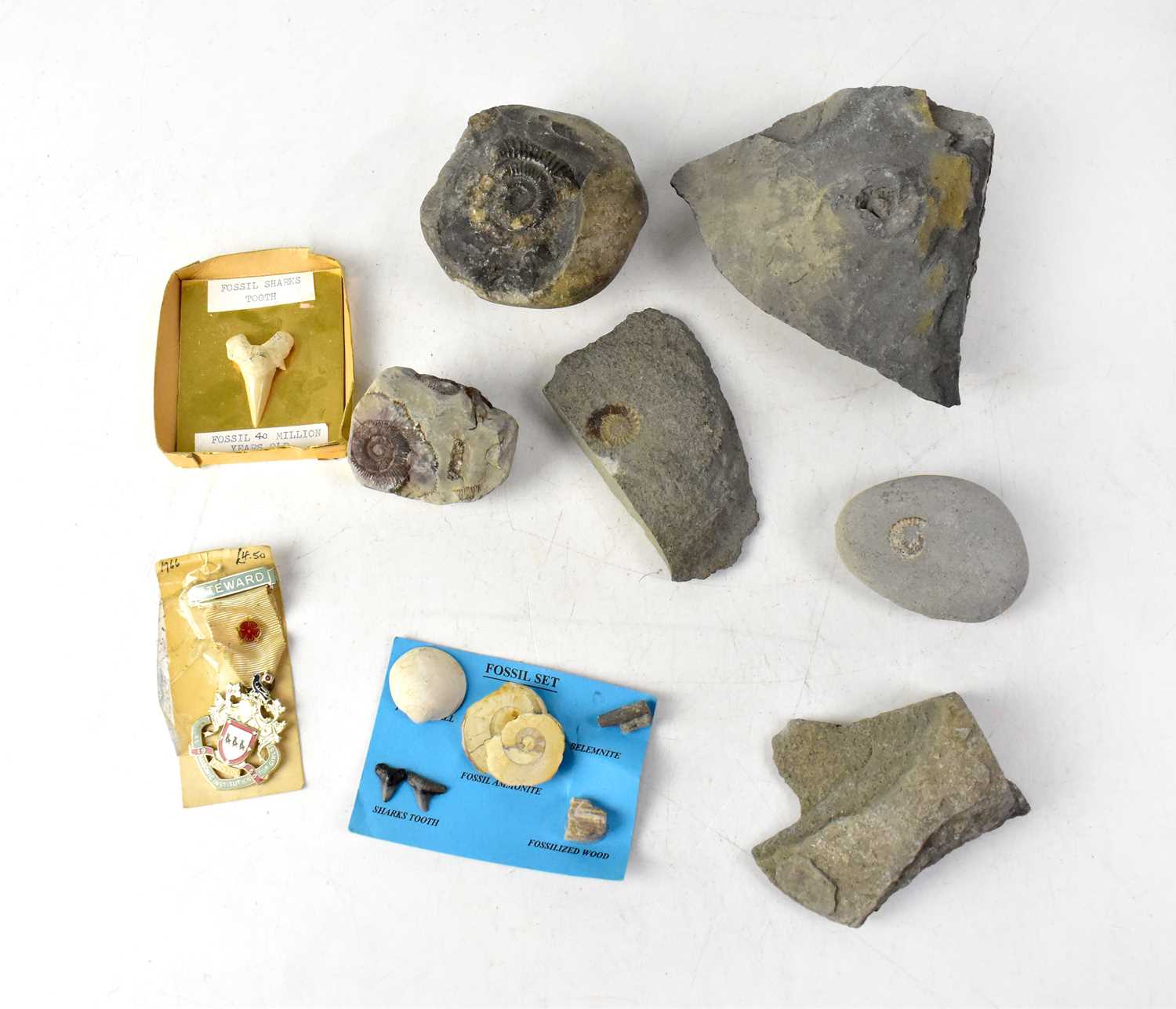 Lot 161 - A small collection of fossils