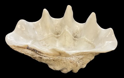 Lot 325 - A large clam shell, diameter 61cm.