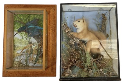 Lot 392 - TAXIDERMY; a squirrel in glazed case, 33 x...