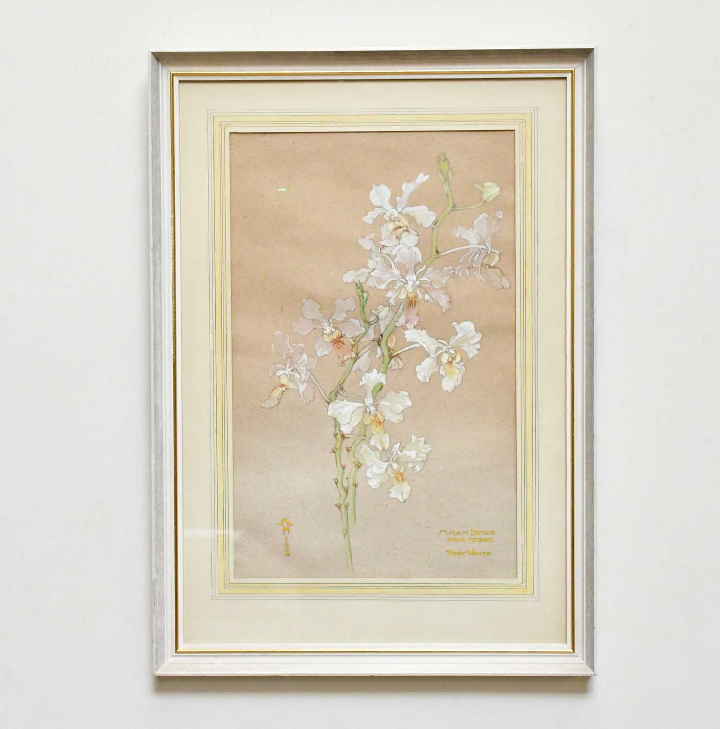 Lot 1689 - KAY NIXON; watercolour, 'Madam Dinger Java