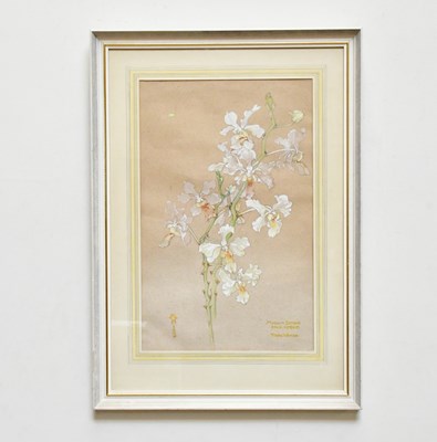 Lot 1689 - KAY NIXON; watercolour, 'Madam Dinger Java...