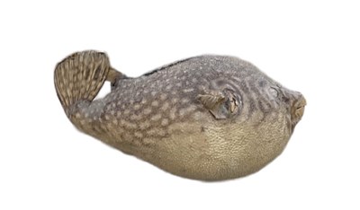 Lot 390 - TAXIDERMY; a parrot puffer fish, length 35cm.