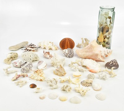Lot 1400 - A collection of various shells.