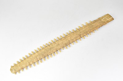 Lot 584 - A sawfish rostrum, Pristis Pristis, length 66cm.