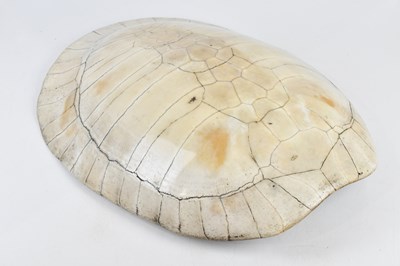 Lot 436 - TAXIDERMY; a loggerhead blond turtle shell,...