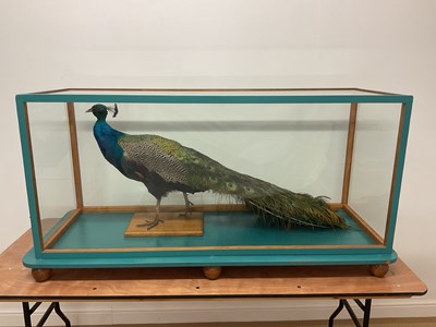 Lot 118 - TAXIDERMY, INDIAN PEACOCK (PAVO CRISTATUS); a...