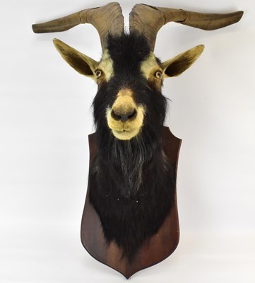 Lot 224 - A late 19th/early 20th century goat's head,...