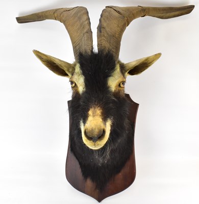 Lot 224 - A late 19th/early 20th century goat's head,...