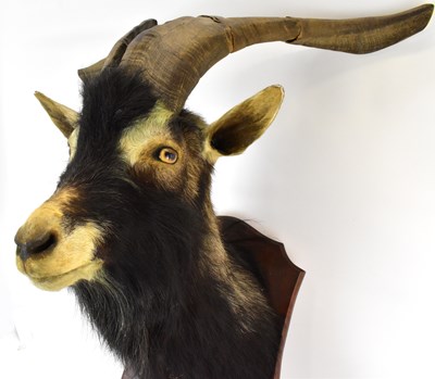 Lot 224 - A late 19th/early 20th century goat's head,...