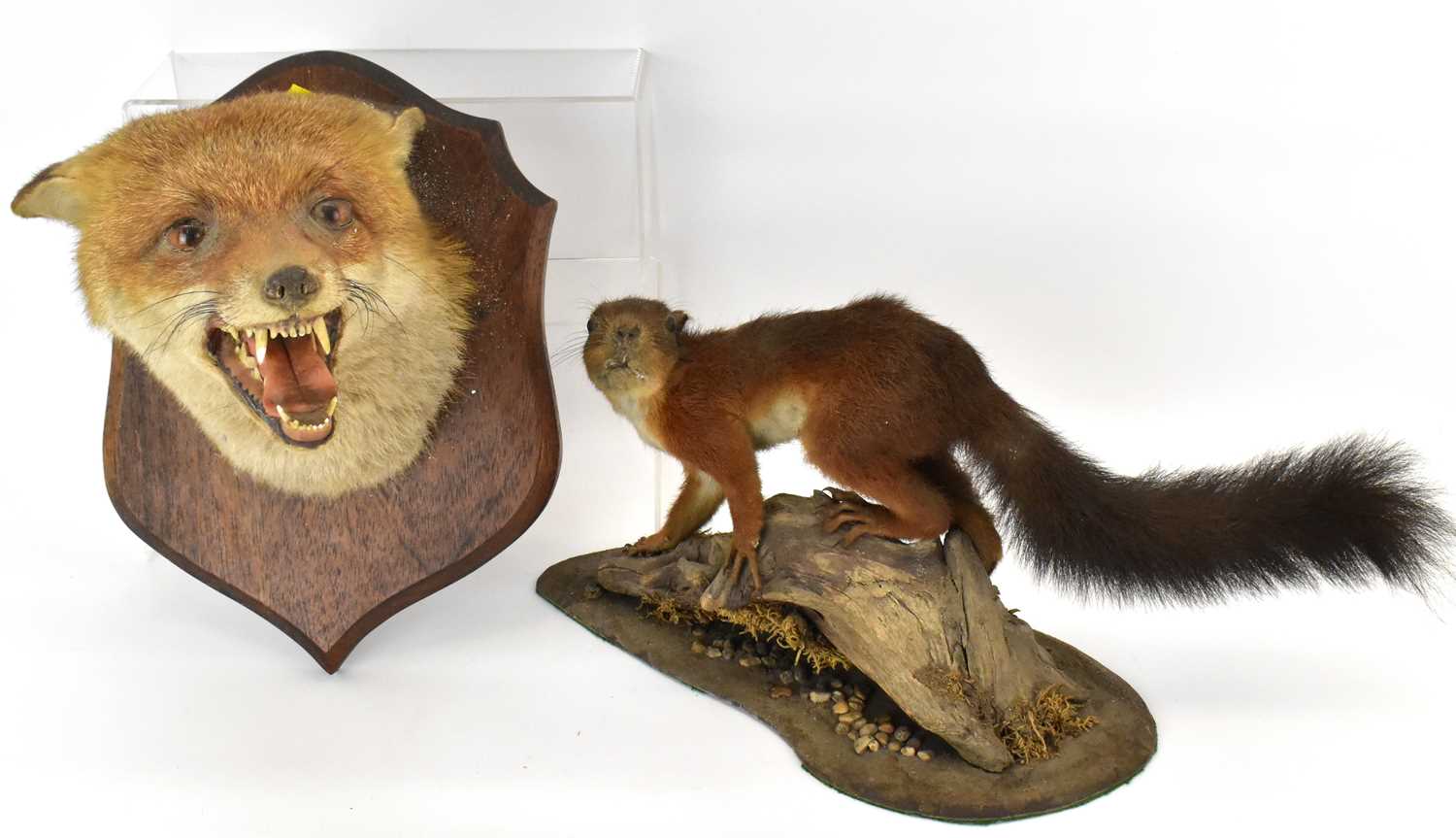 Lot 223 - A fox head with mouth open, mounted on a...