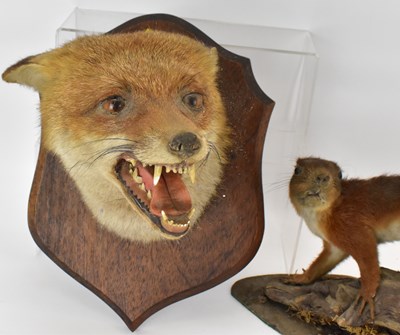 Lot 223 - A fox head with mouth open, mounted on a...