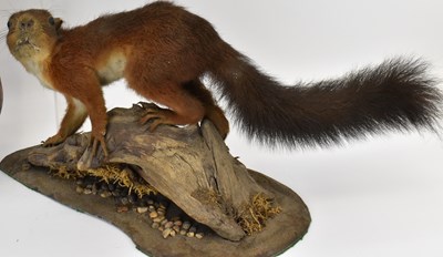 Lot 223 - A fox head with mouth open, mounted on a...