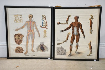 Lot 365 - A pair of anatomical prints, 'Muscles' and...