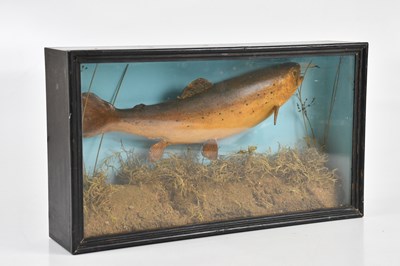 Lot 1323 - A taxidermy trout in naturalistic setting,...