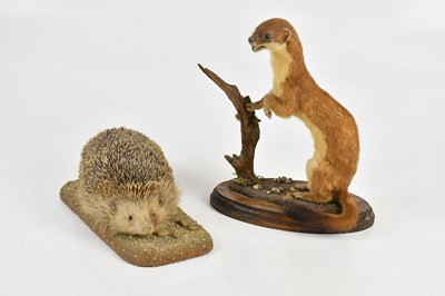 Lot 1320 - A taxidermy hedgehog on naturalistic base and...