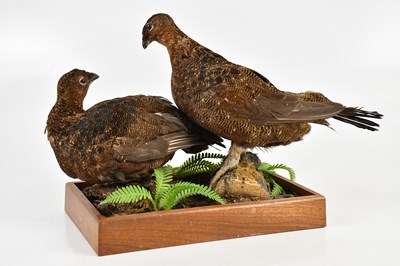 Lot 1321 - A pair of taxidermy red grouse, mounted on...