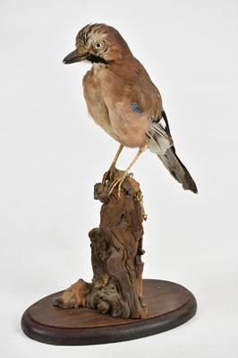 Lot 1322 - A taxidermy jay, mounted on a naturalistic...