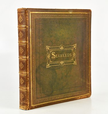 Lot PHYCOLOGY: SEAWEEDS; a Victorian album of...