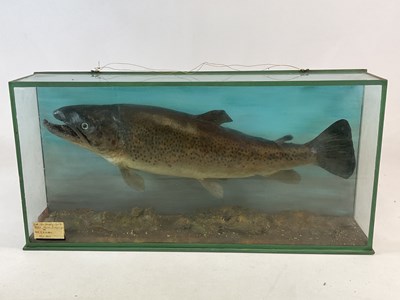 Lot 122 - TAXIDERMY: an 11lb, 1oz brown trout taken from...